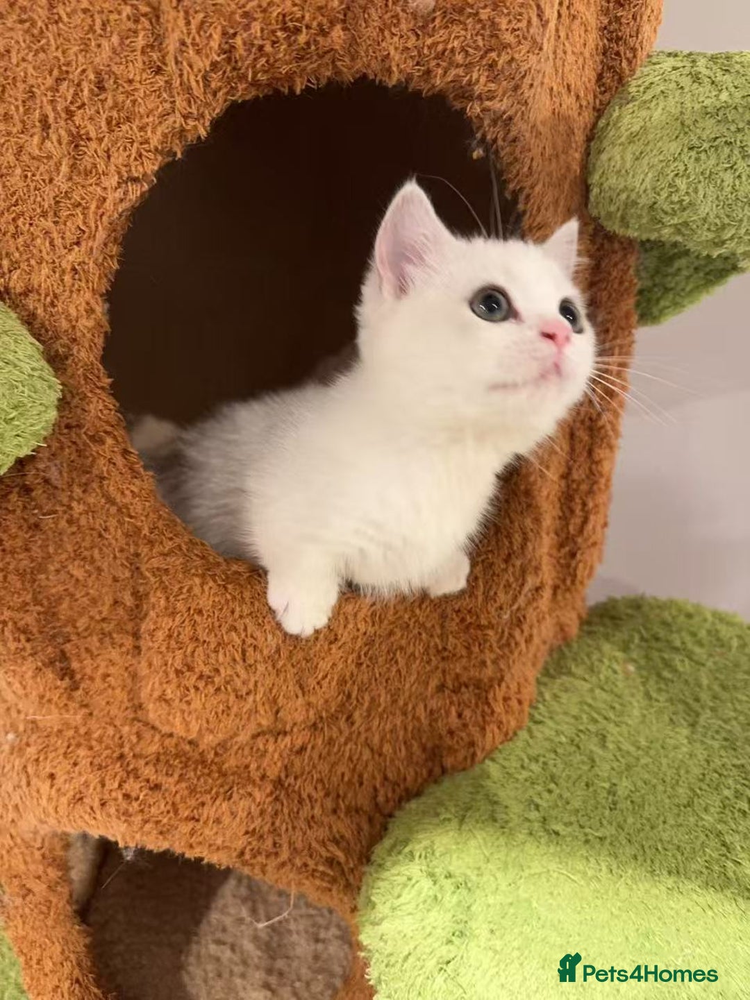 Munchkin cats for sale: Super stunning & rare Minuet - Advert 37