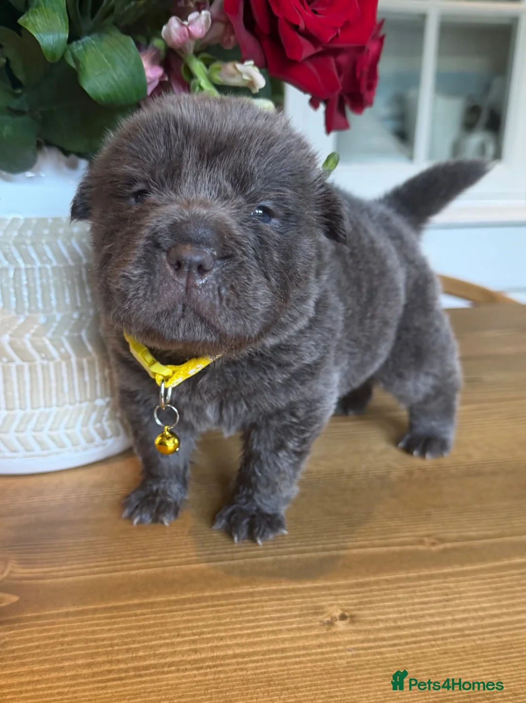 Shar Pei dogs for sale: Bear Coat Shar Pei puppies - Advert 19