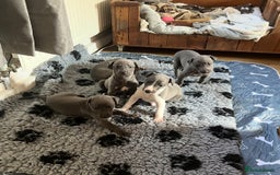 Whippet dogs for sale: 💙 Whippet Puppies – Beautiful Blue Litter 💙 - Image 2