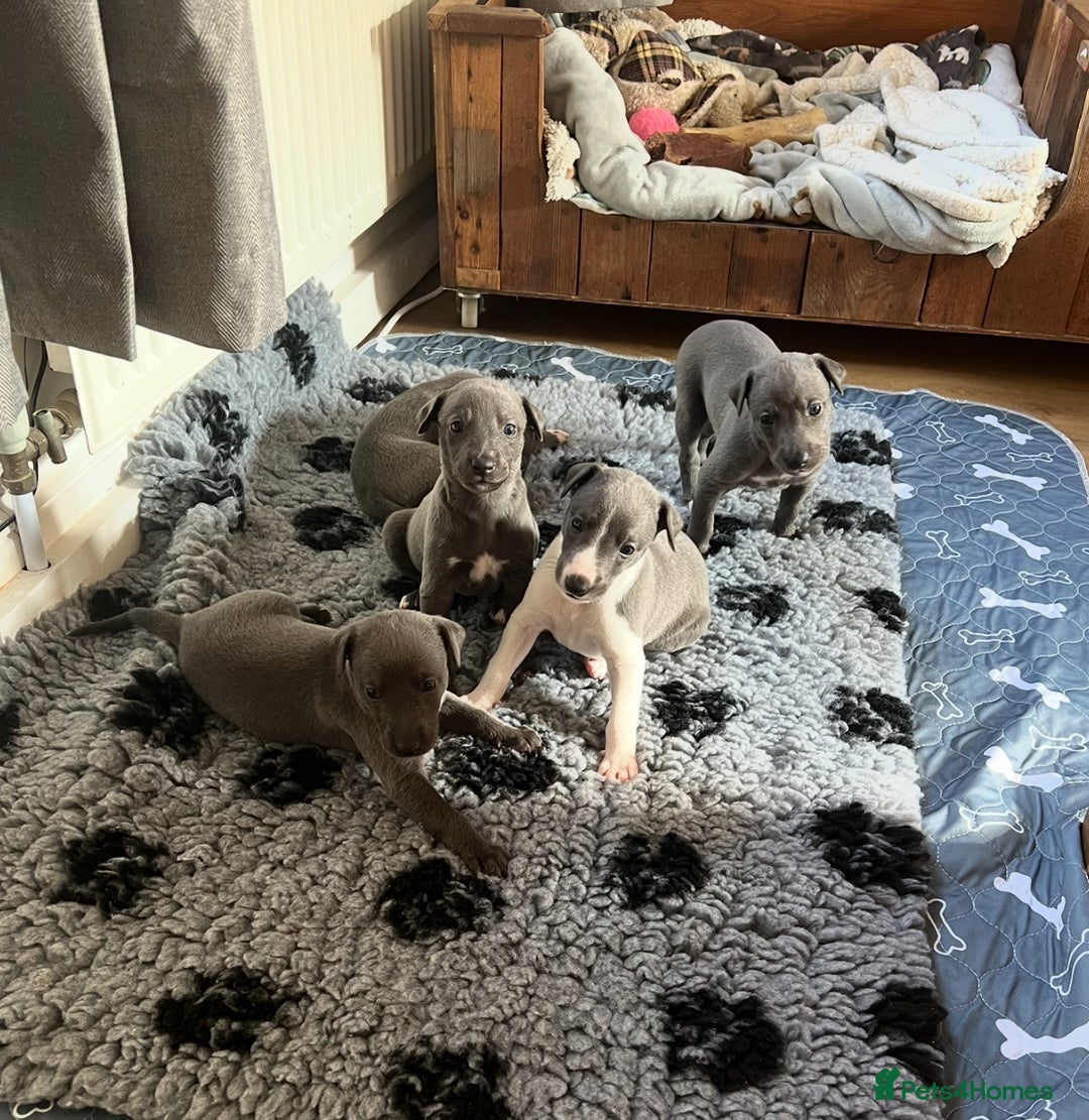 Whippet dogs for sale: 💙 Whippet Puppies – Beautiful Blue Litter 💙 - Image 2