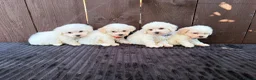 Miniature Poodle dogs for sale: Miniature poodles 2 boys 2 girls  - Advert 13