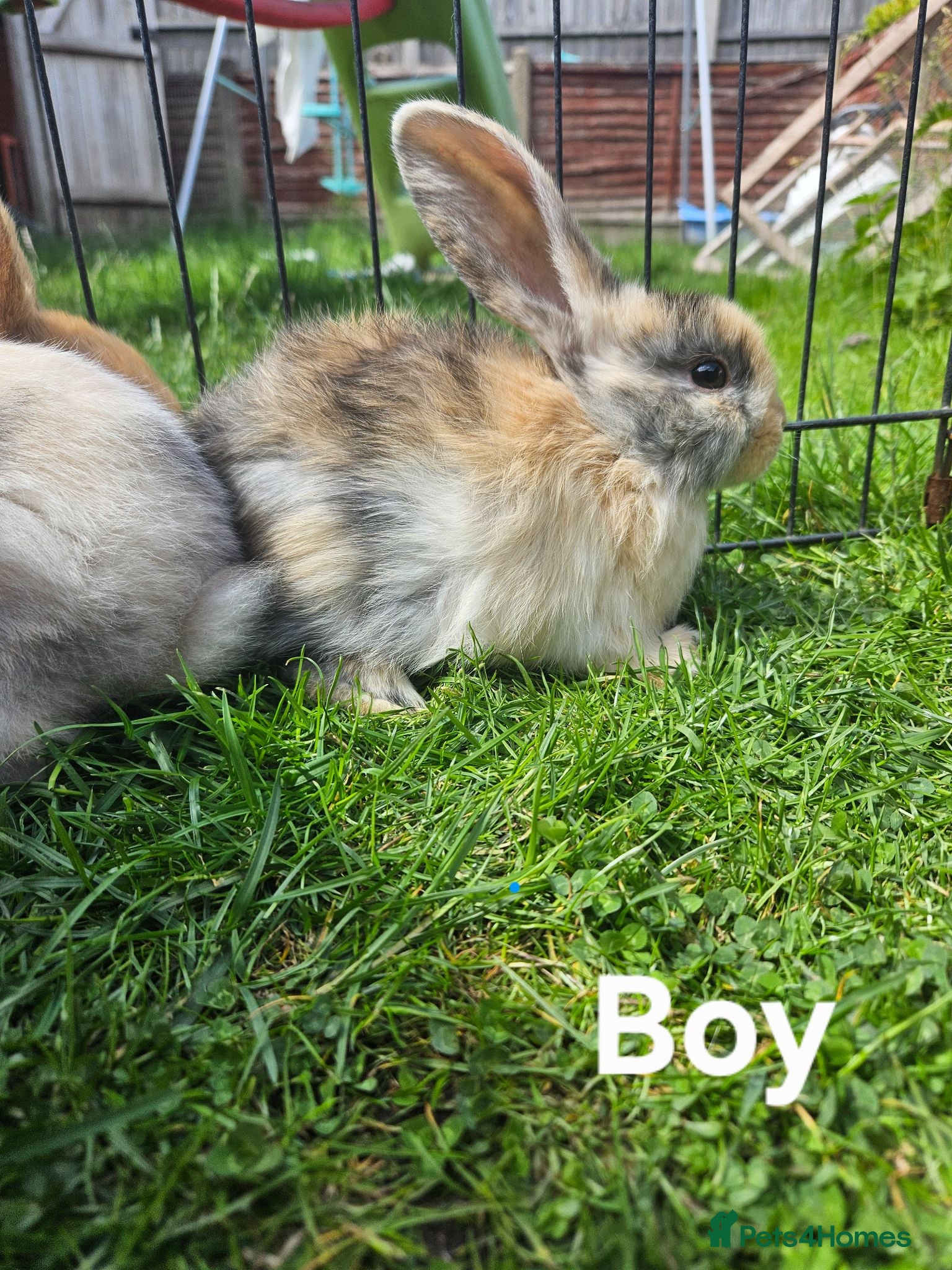 Mixed Breed rabbits Mixed breed lops for sale. Ready Monday  - Advert 2