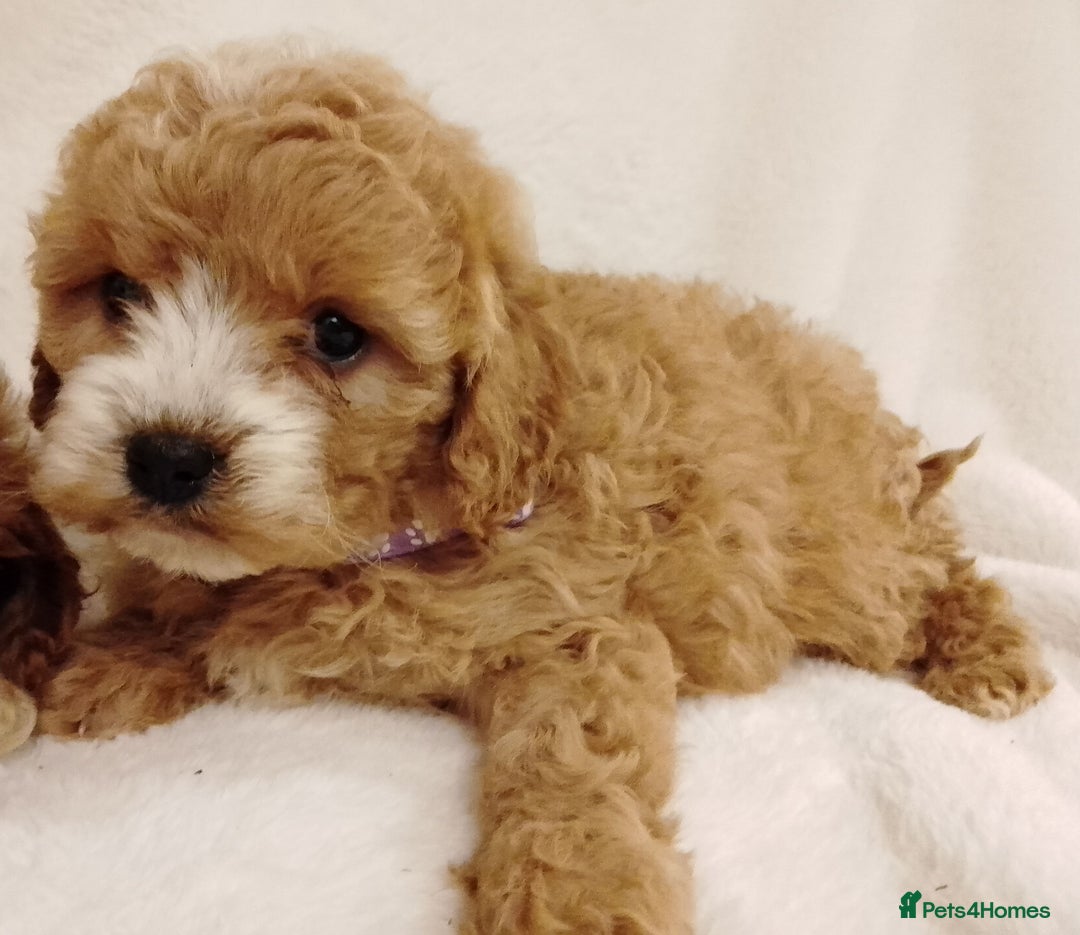 Cavapoo dogs for sale: Cavapoo puppies. - Image 3