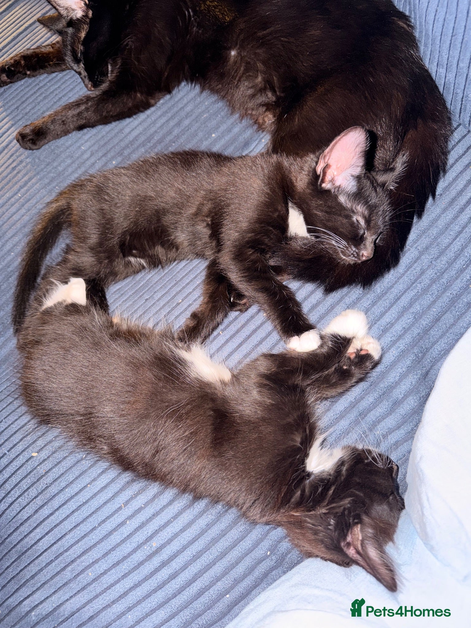Mixed Breed cats Kitten for sale  - Advert 4
