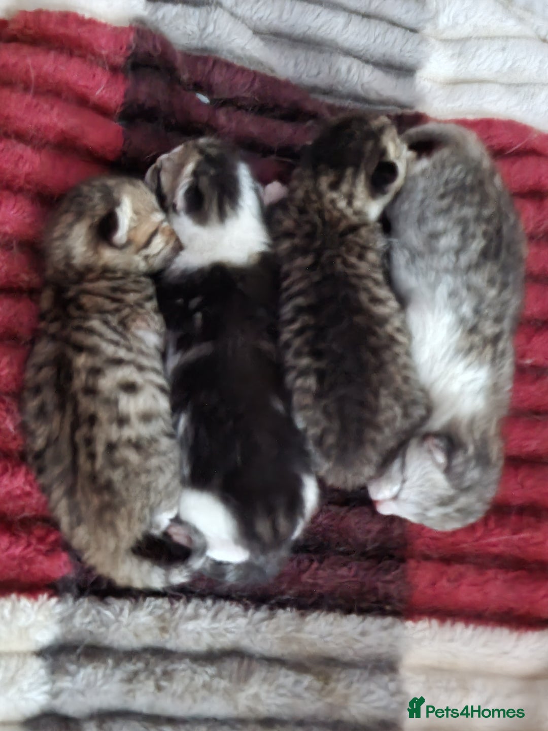 American Shorthair cats for sale: Gorgeous girls looking for new home🏡 - Image 19