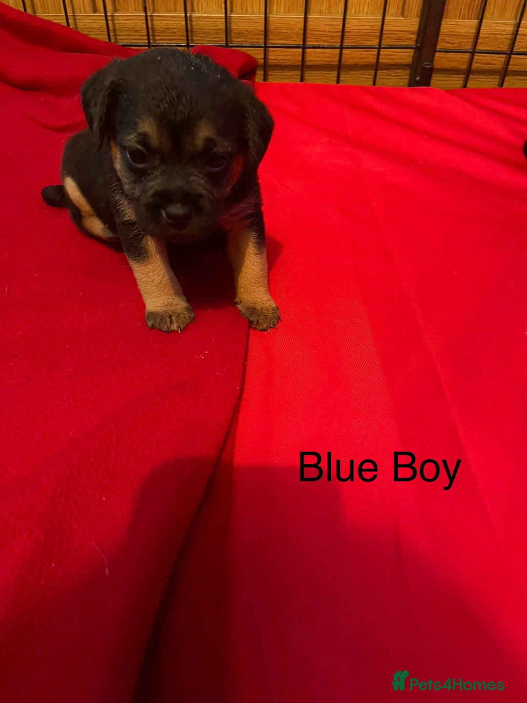 Border Terrier dogs for sale: Border Terrier Pups - Advert 6