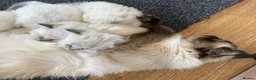 Ragdoll cats for sale: Beautiful fluffy Ragdoll kittens - Advert 7