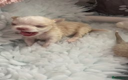 Chihuahua dogs for sale: Exquisite KC Registered Apple Chihuahua Puppies 💖 - Image 20