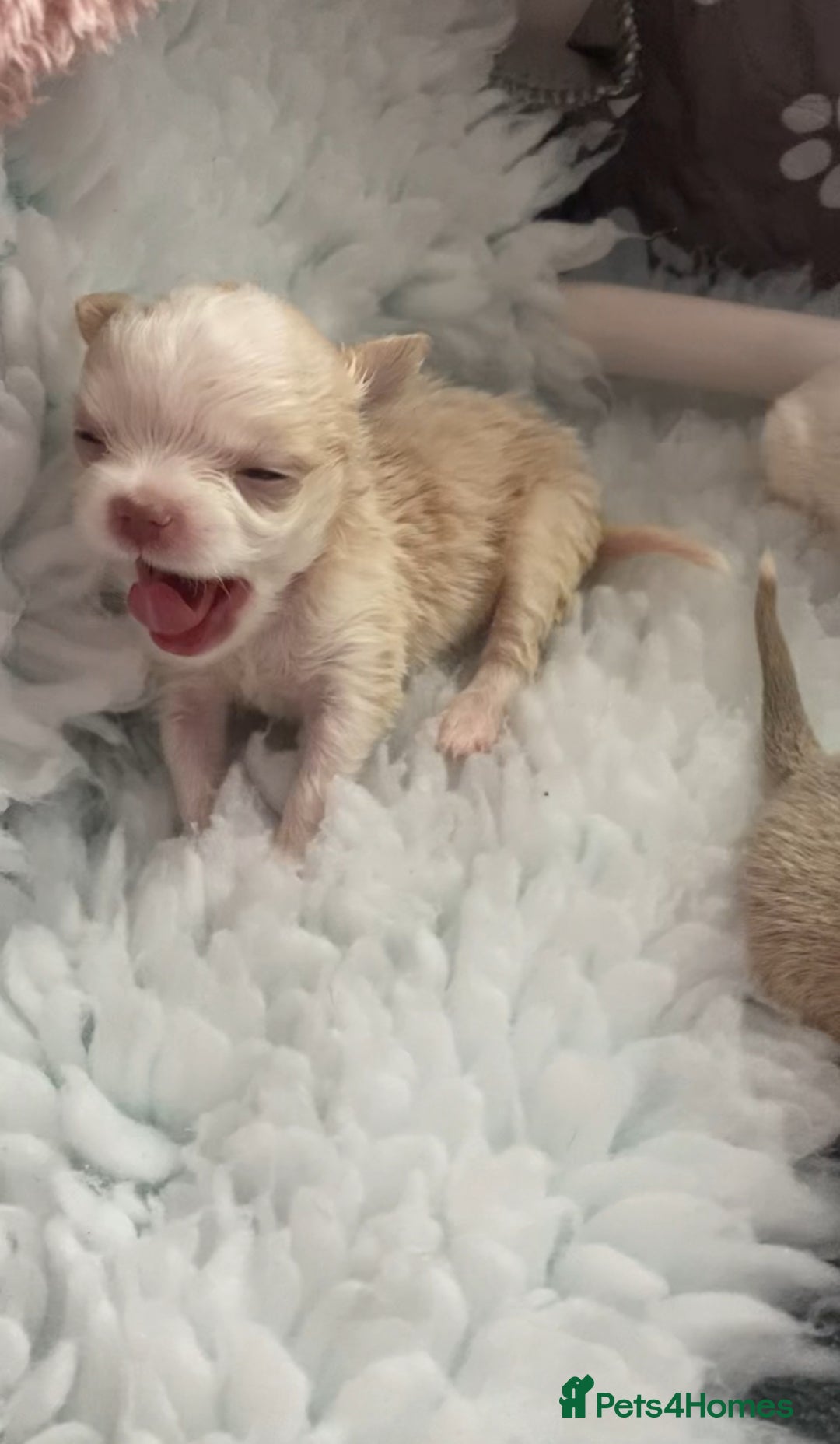 Chihuahua dogs for sale: Exquisite KC Registered Apple Chihuahua Puppies 💖 - Image 20