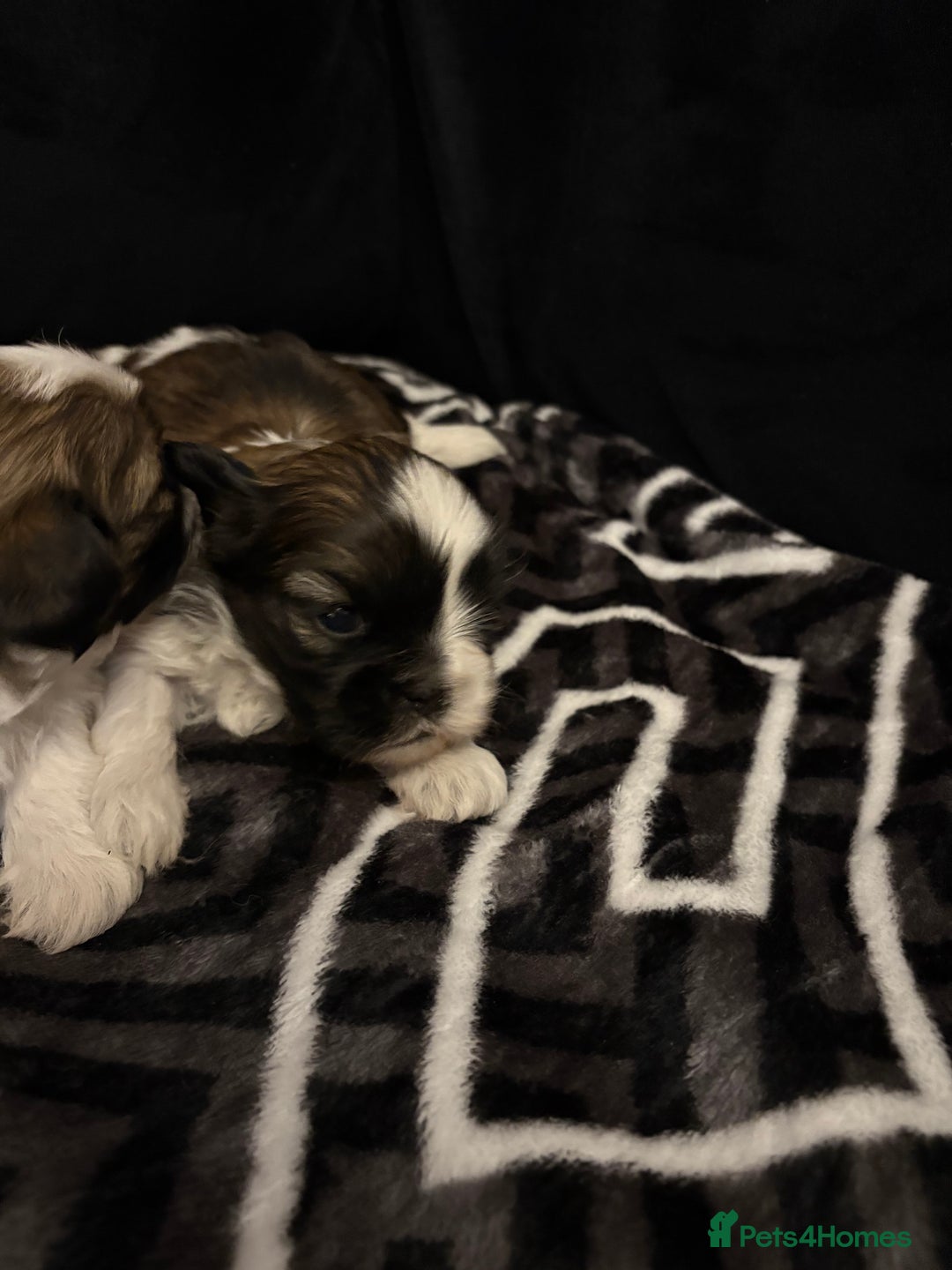 Shih Tzu dogs for sale: 2 female Shih Tzu puppies  - Advert 7