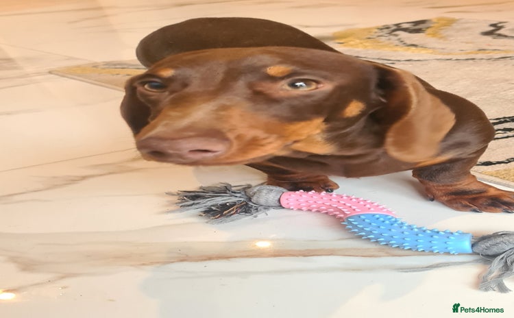 Miniature Dachshund dogs in Thetford - Advert 10