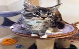 Maine Coon cats for sale: Beautiful GCCF kittens various colours - Image 15