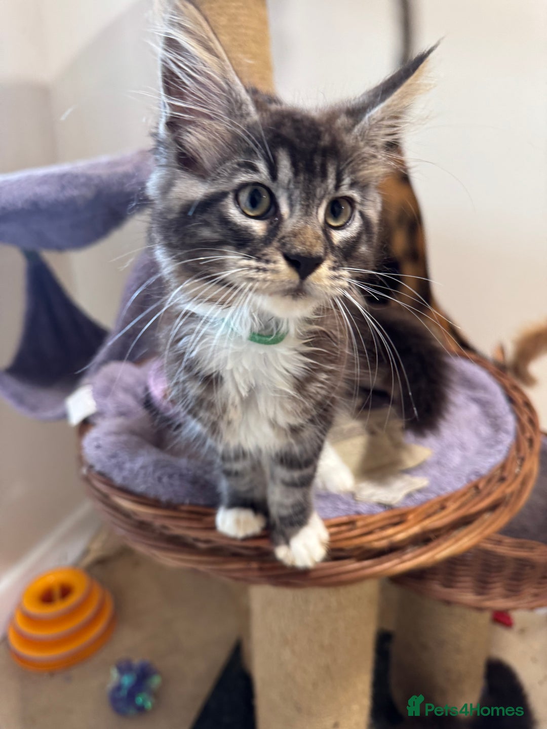 Maine Coon cats for sale: Beautiful GCCF kittens various colours - Image 15