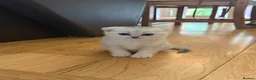 British Shorthair cats for sale: British Shorthair and Scottish Fold  - Advert 9