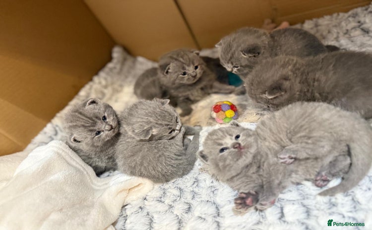 British Shorthair cats - Advert 1