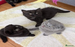 Scottish Fold cats for sale: Beautiful kittens are looking for a new home🥰✨ - Image 6