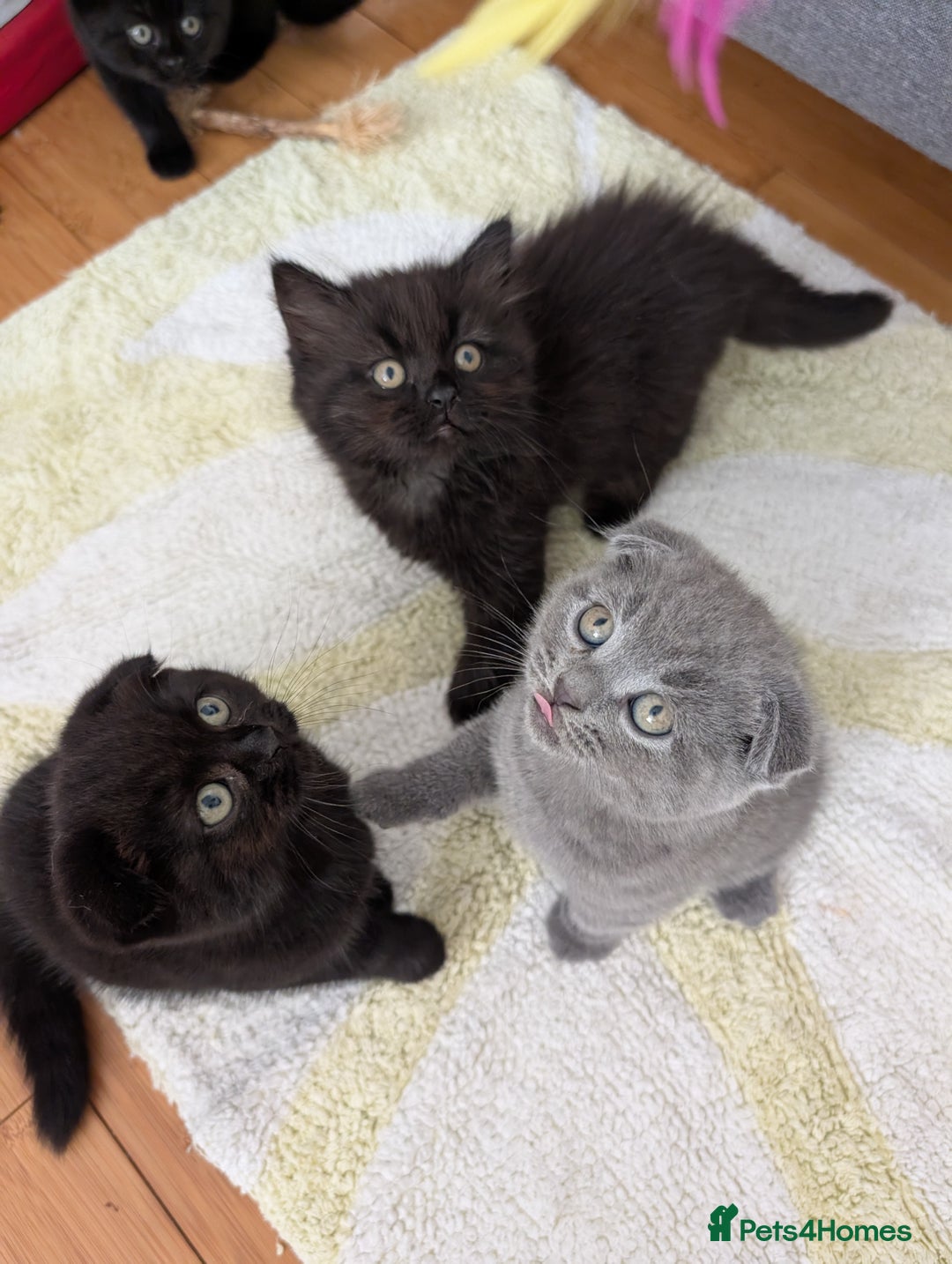 Scottish Fold cats for sale: Beautiful kittens are looking for a new home🥰✨ - Image 6