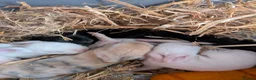 Mixed Breed rabbits for sale: 7 Neverland dwarf rabbits cross lop - Advert 2