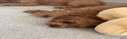 Cavapoo dogs for sale: ✨ TINY Fox Red F1 Cavapoos ✨ - Advert 15
