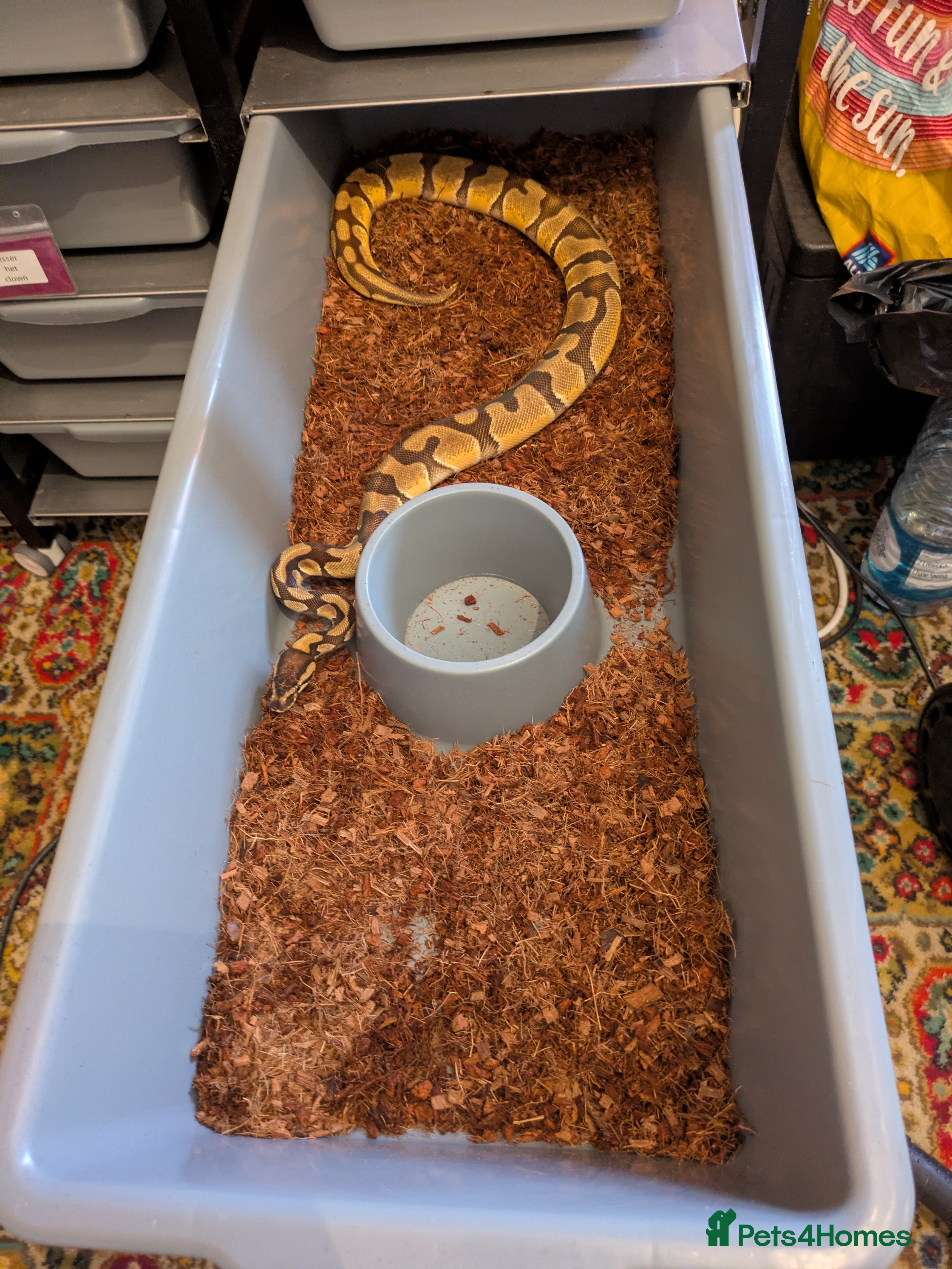 Python Snake reptiles Royal python collection for sale - Advert 2