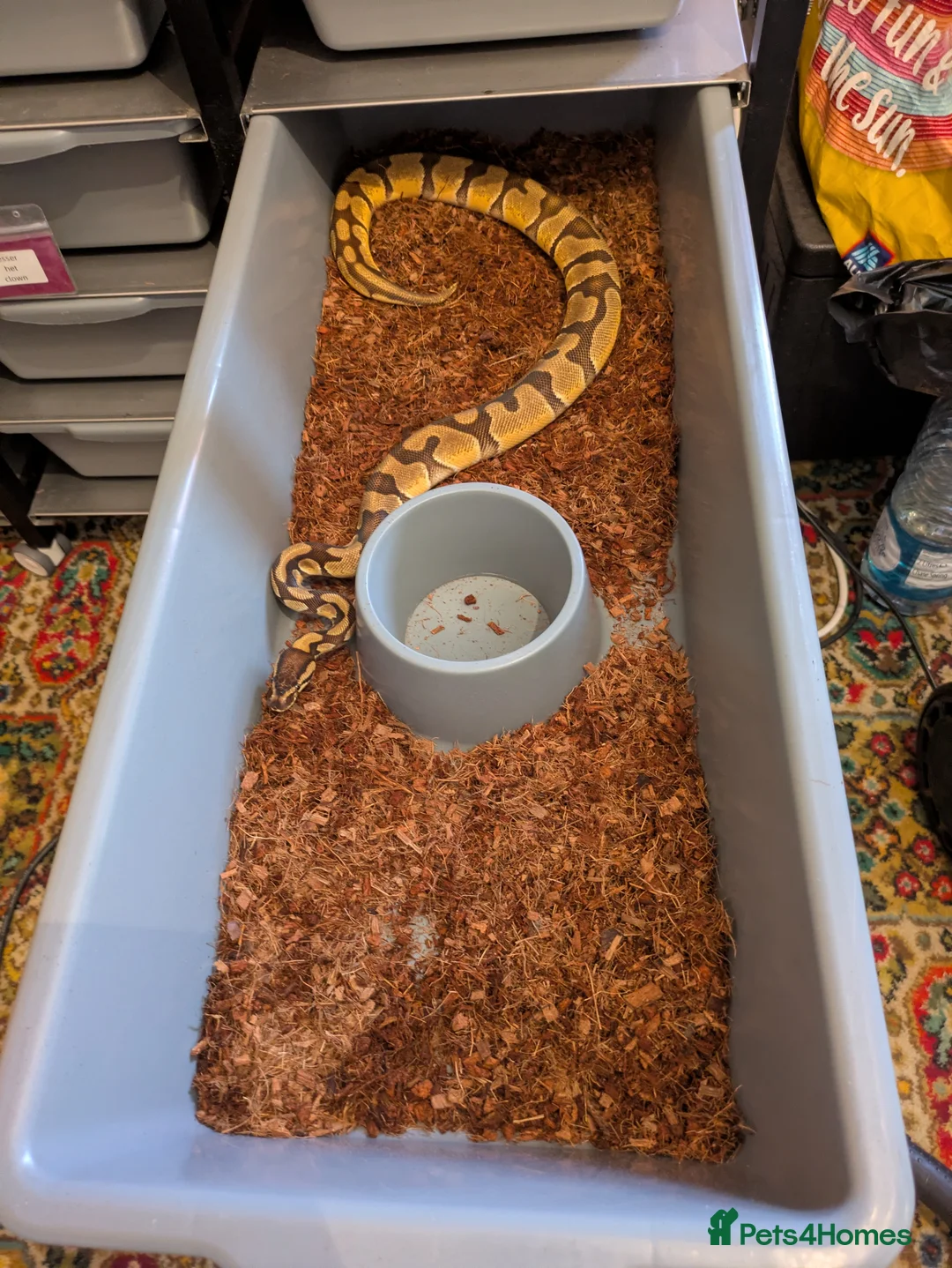 Python Snake reptiles for sale: Royal python collection for sale - Advert 1