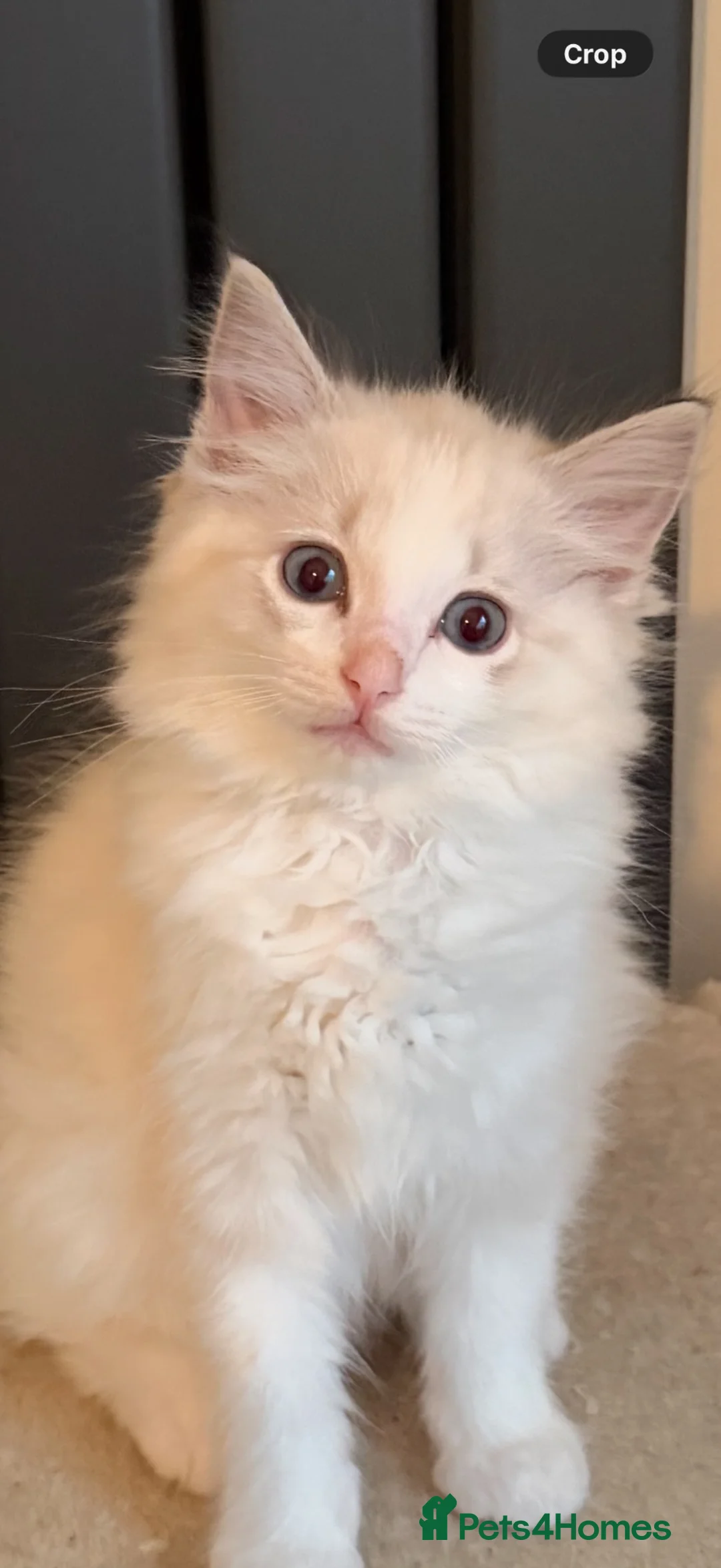 Ragdoll cats for sale: Playful, fluffy ragdoll kitten  in Blackburn - Advert 2
