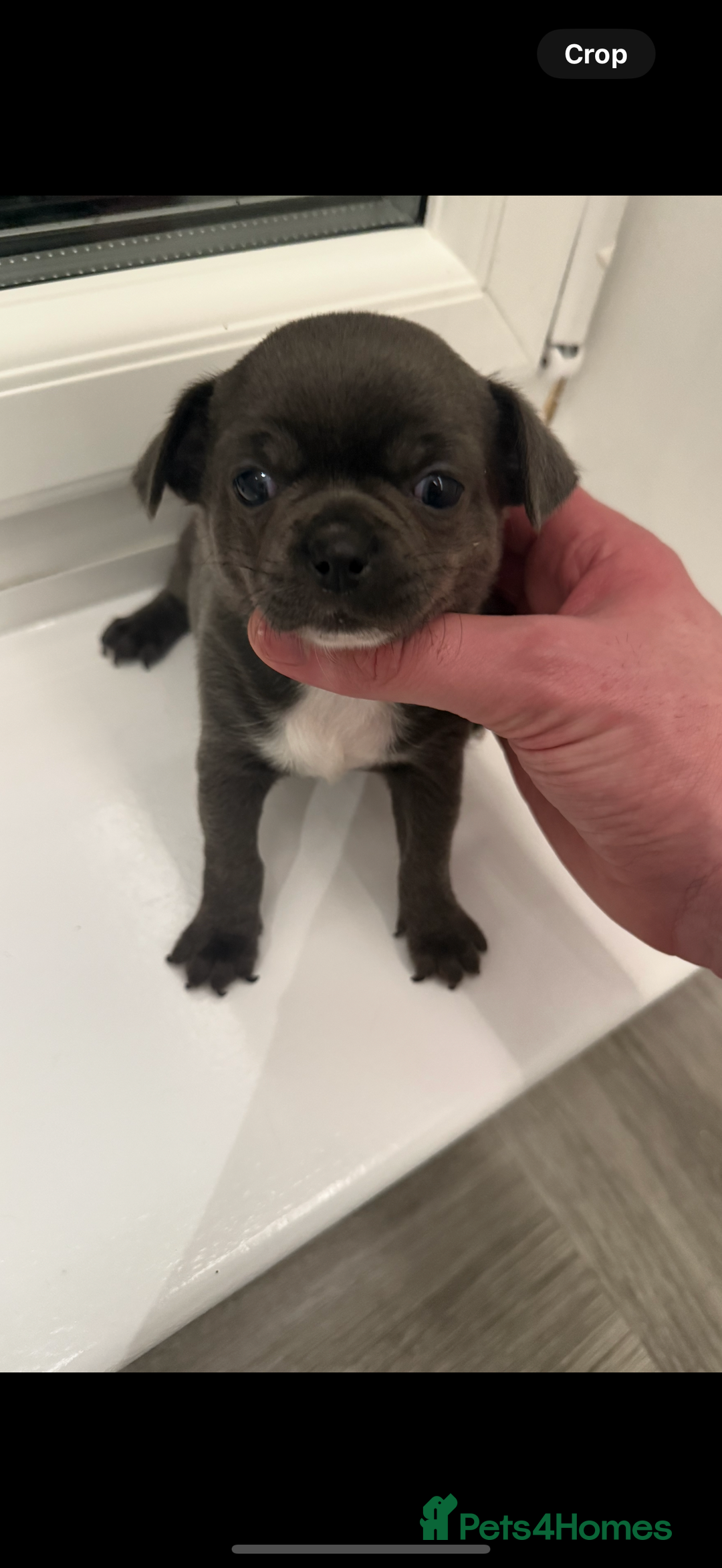 Chihuahua dogs for sale: Stunning chihuahua litter  - Image 23