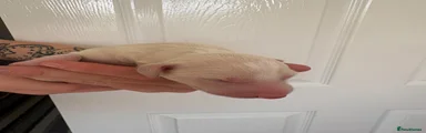 Mixed Breed 3