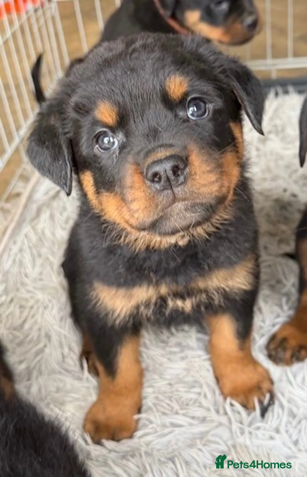 Rottweiler dogs for sale: KC Rottweiler Pups! READY NOW! ONLY 2 BOYS LEFT!  - Advert 5