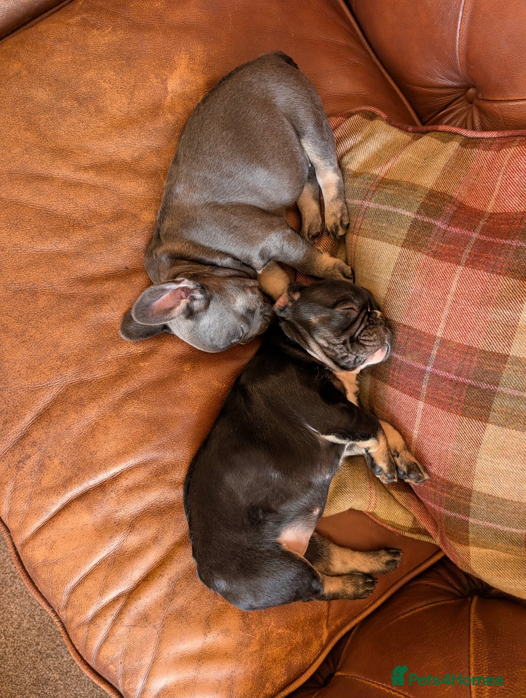 French Bulldog dogs for sale: French bulldog pups - Advert 2