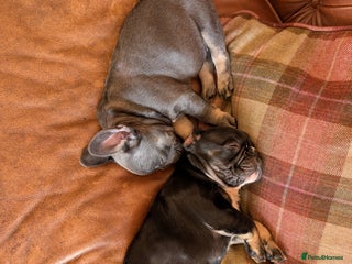 French Bulldog dogs French bulldog pups - Advert 18