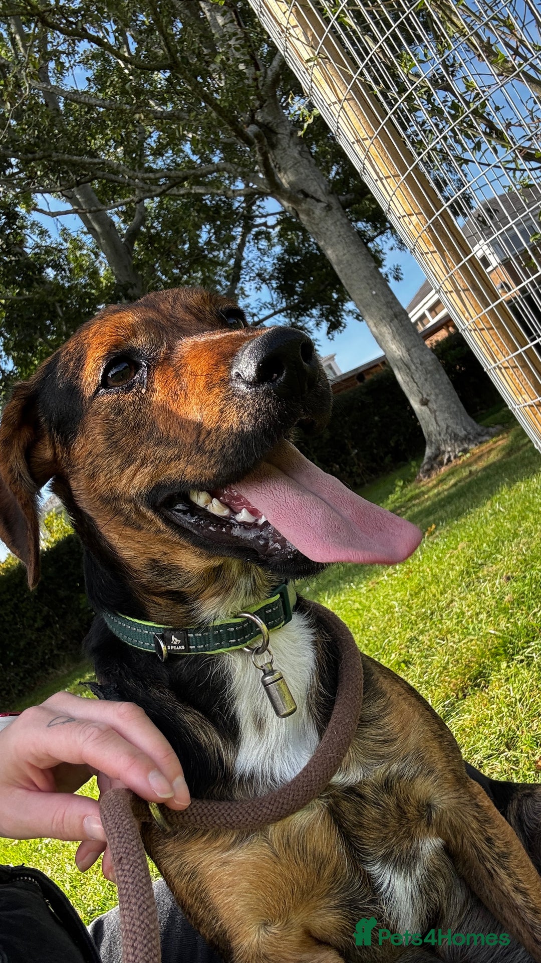 Mixed Breed dogs for sale: Jack Russell (long legged)  - Advert 1