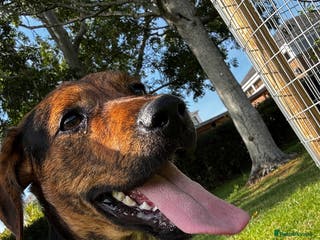 Mixed Breed dogs Jack Russell (long legged) - Advert 11