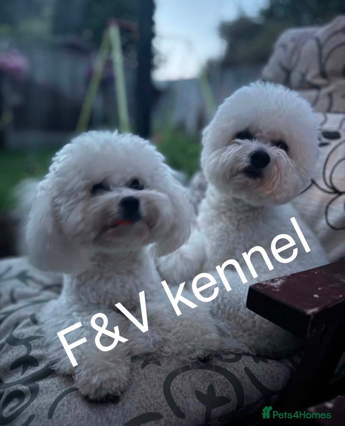 Bichon Frise dogs Bichon Frise 2 boys 3 girls - Advert 1