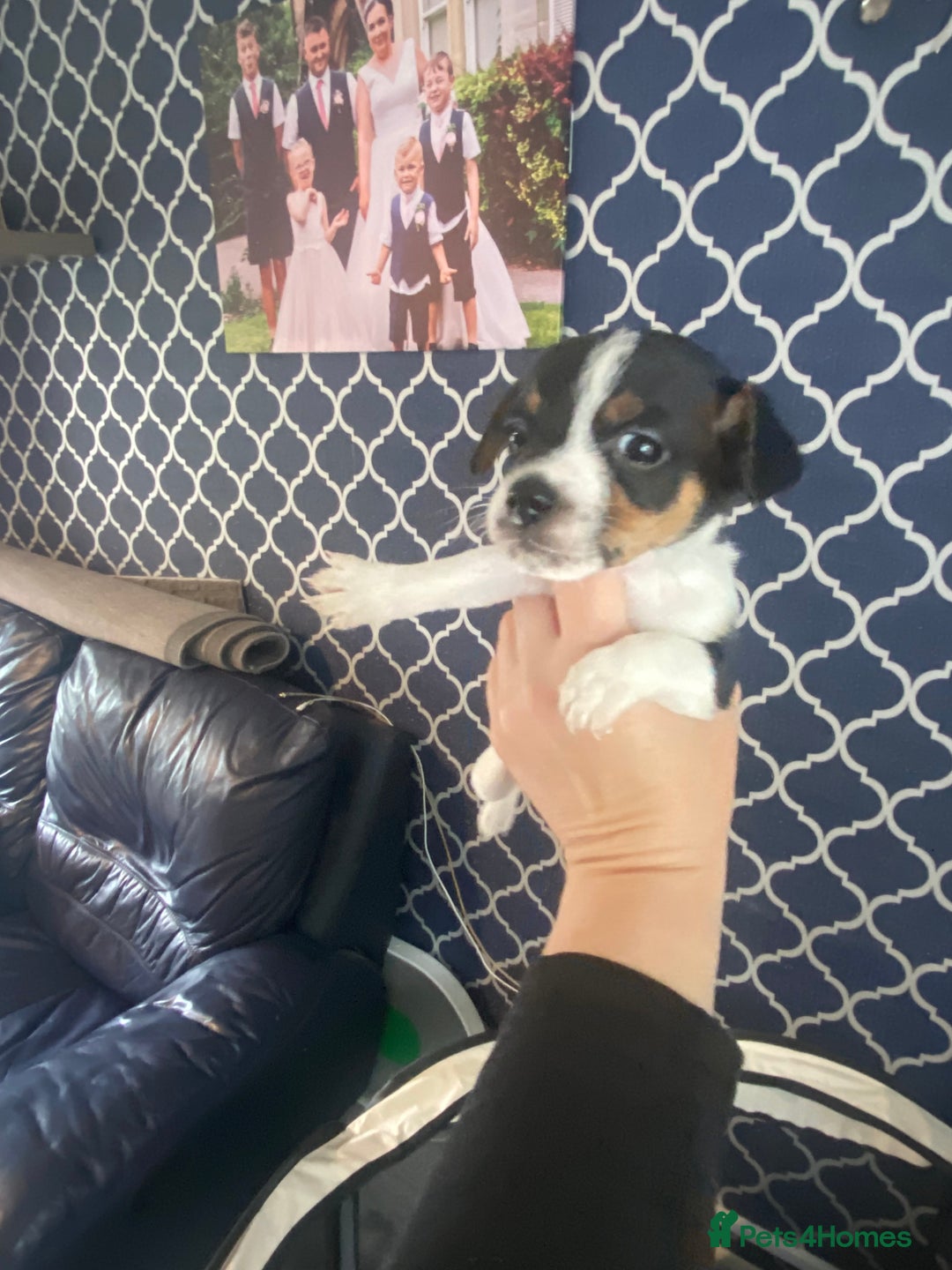 Jack Russell dogs for sale: Jack Russel beauty’s  in Folkestone - Image 15