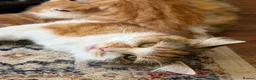 Mixed Breed cats for sale: 7 very fluffy Mainecoon mix breed kittens  - Advert 2