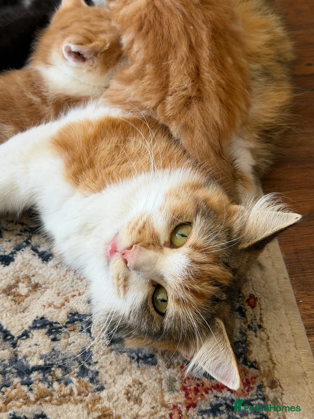 Mixed Breed cats for sale: 7 very fluffy Mainecoon mix breed kittens  - Advert 2