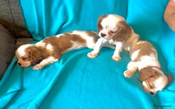 Cavalier King Charles Spaniel dogs for sale: Kc register King Charles puppies. - Image 4