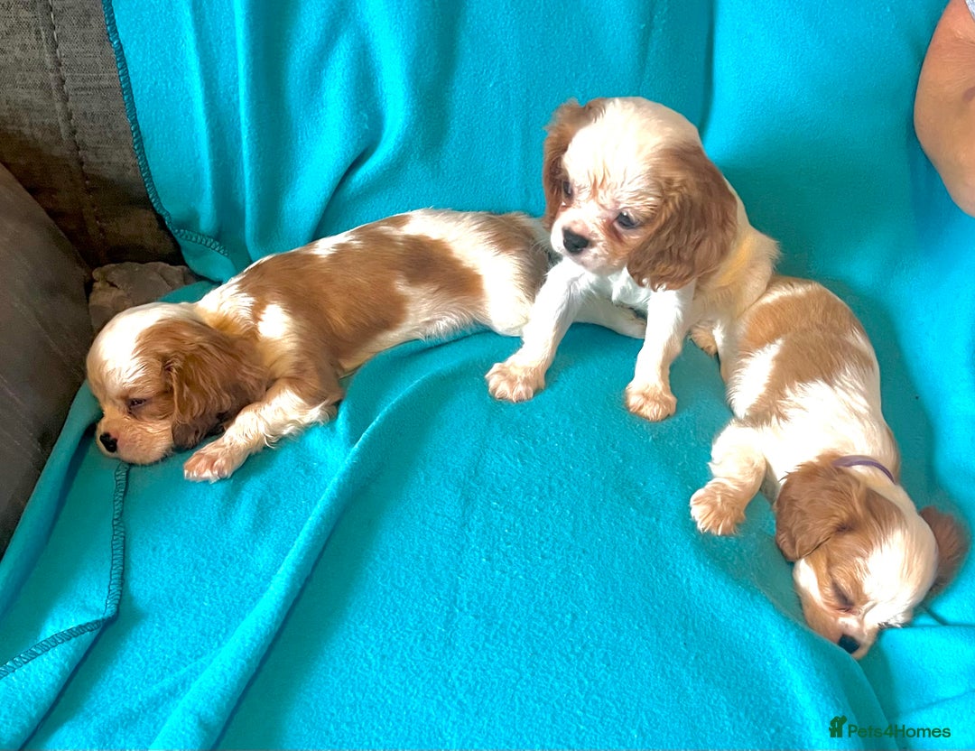 Cavalier King Charles Spaniel dogs for sale: Kc register King Charles puppies. - Image 4