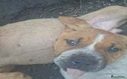 Mixed Breed dogs for sale: Cane Corso x Bulldog Puppies for Sale - Image 2