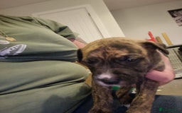 Mixed Breed dogs for sale: Staffy x Whippet puppies - Image 16