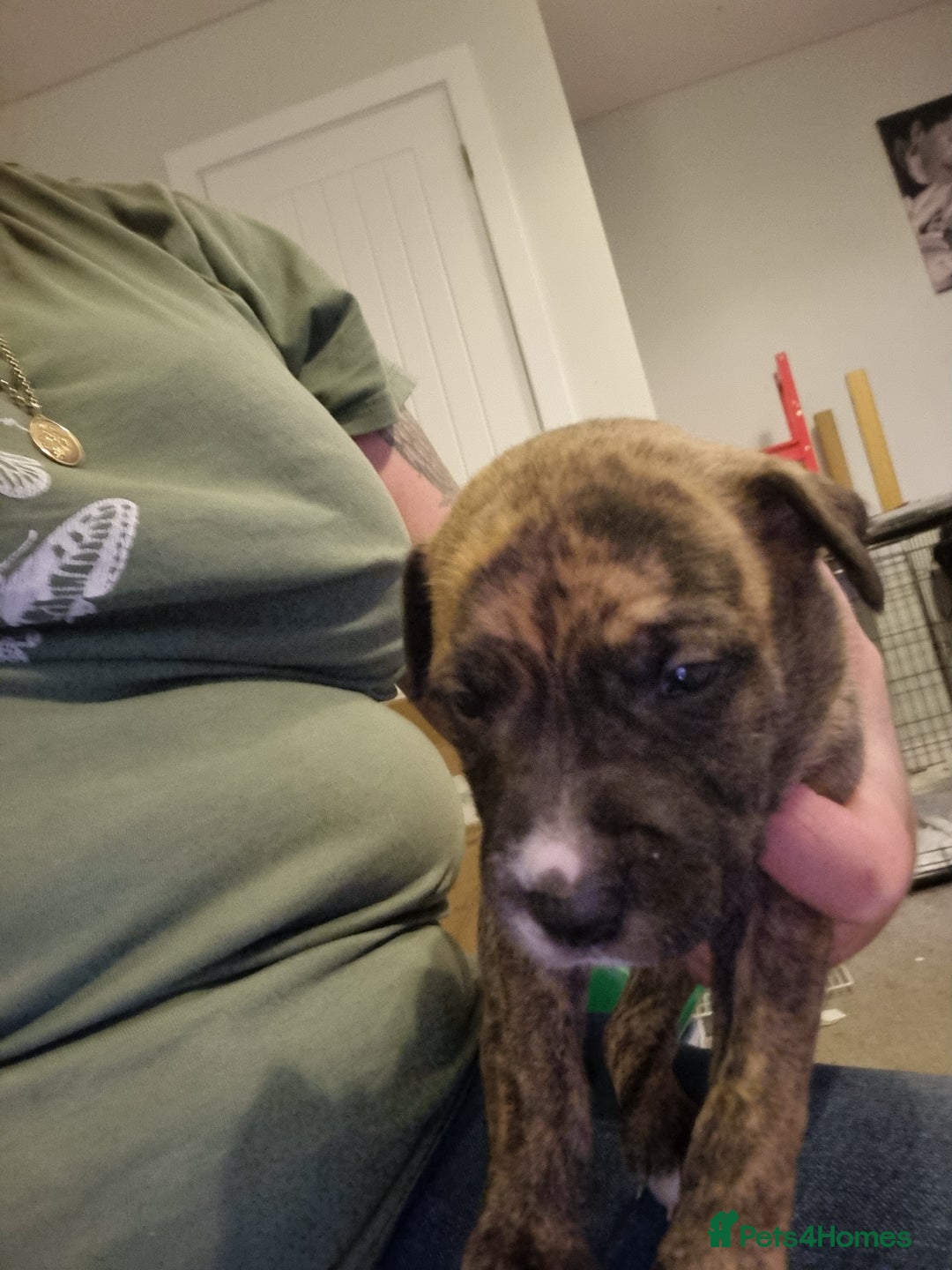 Mixed Breed dogs for sale: Staffy x Whippet puppies - Image 16