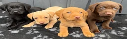 Labrador Retriever dogs for sale: Labrador puppies (licensed breeder) - Advert 9