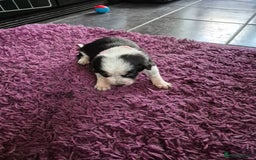 Mixed Breed dogs for sale: Collie x Kelpie Puppies ready to go 28th December  - Advert 18