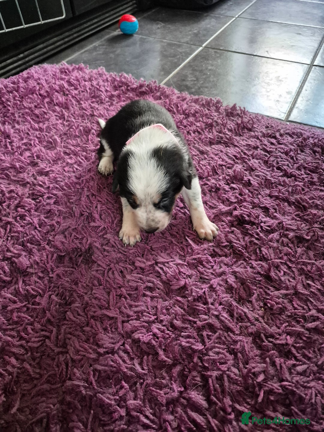 Mixed Breed dogs for sale: Collie x Kelpie Puppies ready to go 28th December  - Advert 18