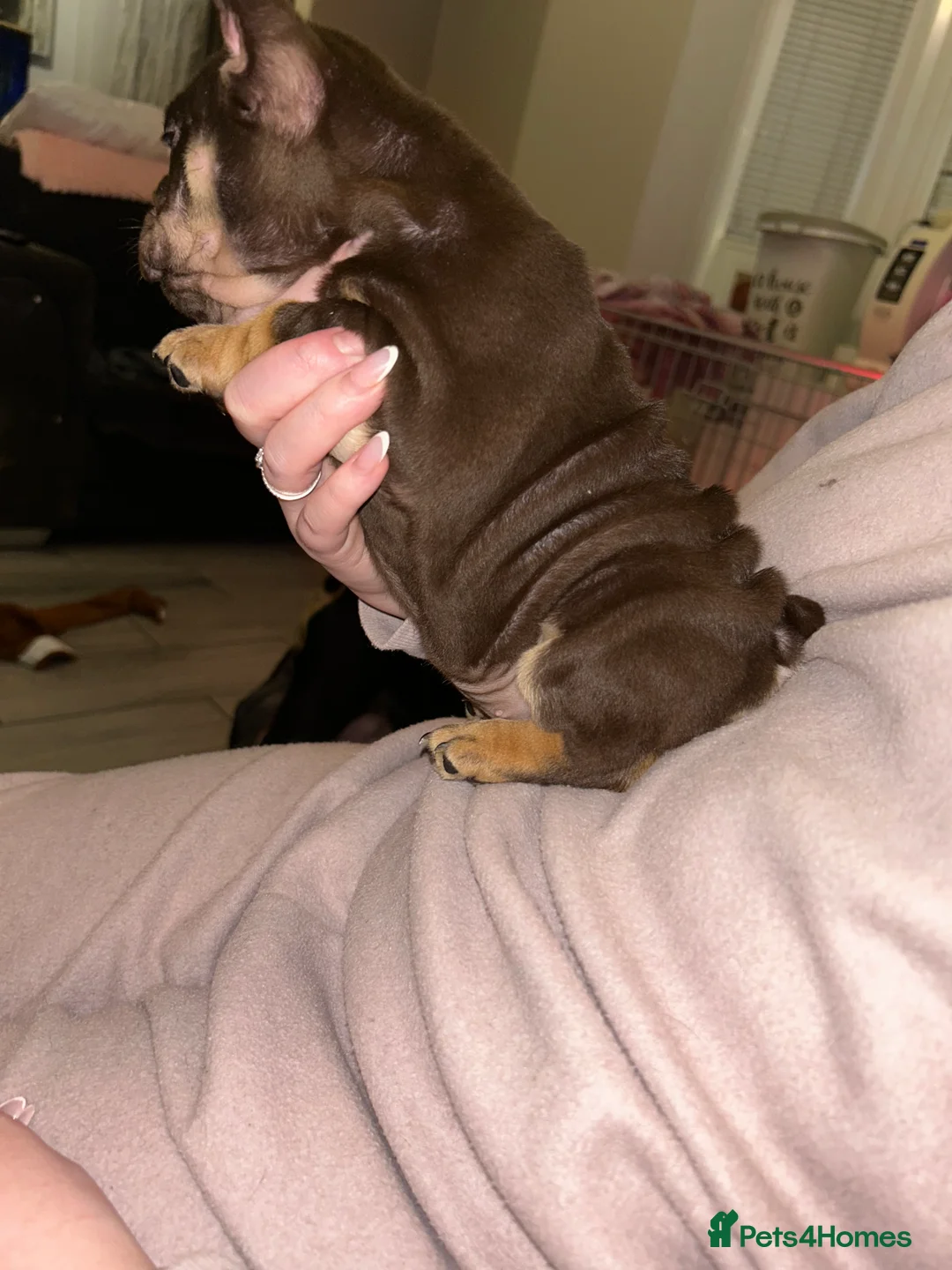 English Bulldog dogs for sale: KOBE X DARLA 5x SMALL COMPACT UNREAL🔥 - Advert 6