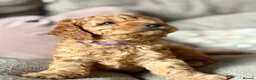 Cavapoo dogs for sale: Cavapoo puppies  - Advert 18