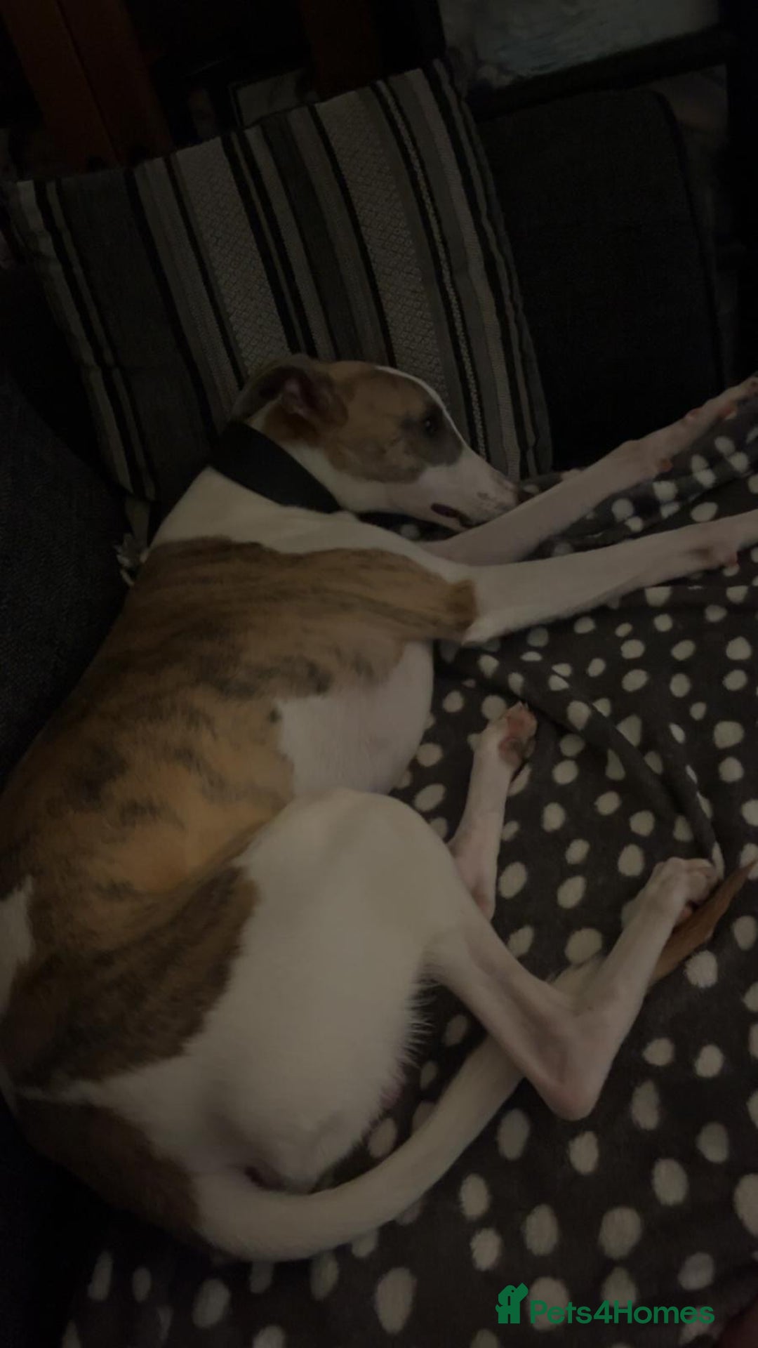 Whippet dogs for sale: KC WHIPPET FOR SALE AGE 2 - Advert 5