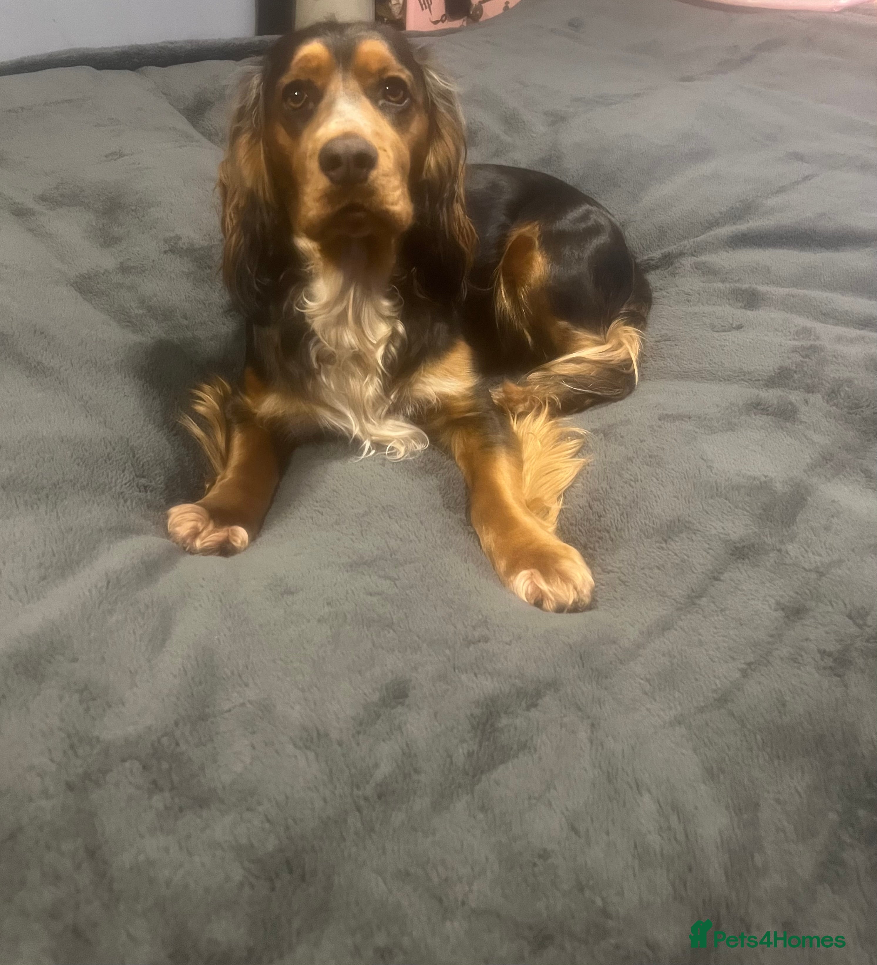 Cocker Spaniel dogs Cocker spaniels 🐶  - Advert 6
