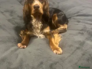 Cocker Spaniel dogs Cocker spaniels 🐶 - Advert 6